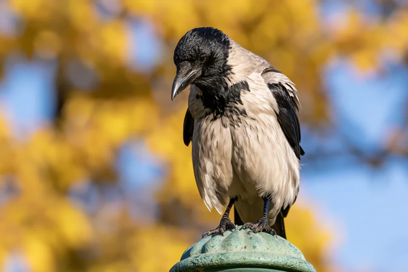 Hooded crow perched on a weathered green metal post finial with yellow blossoms in the background