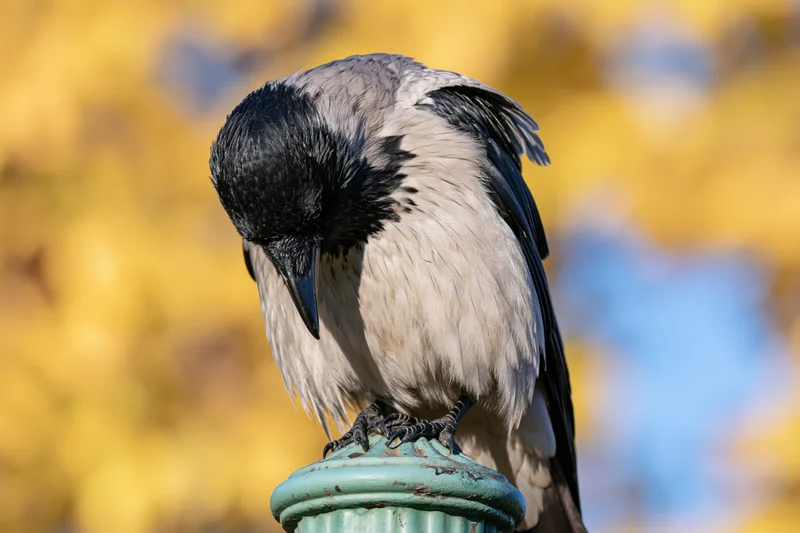 Hooded crow perched on a weathered green metal post finial with yellow foliage in the background