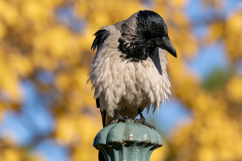 Hooded crow perched on a weathered green metal post finial with yellow blossoms in the background