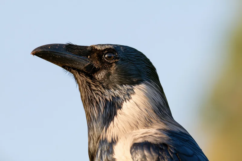 Closeup profile of a crow turning its head upward against a blue sky background