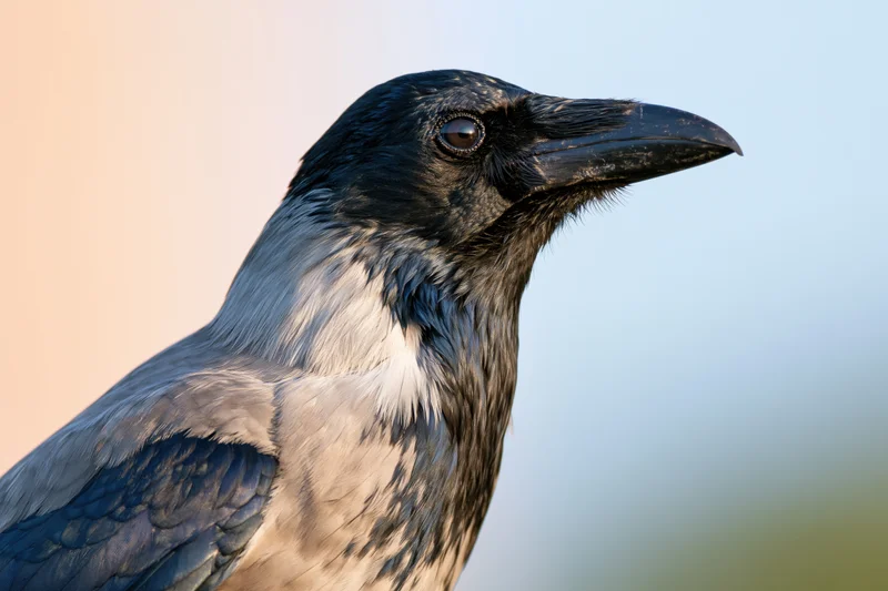 Crow in profile turning head upward against soft sky background