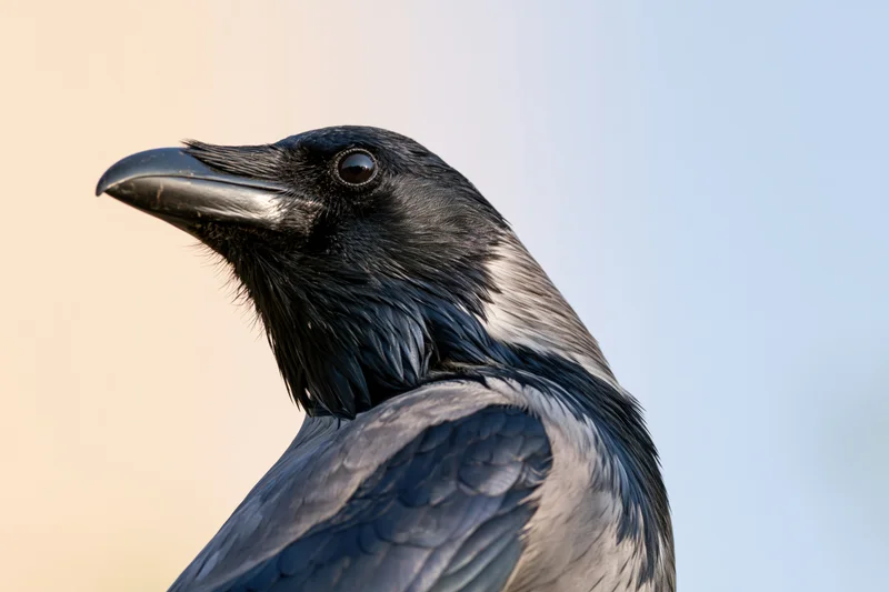 Closeup profile of a crow turning its head upward against a soft sky background