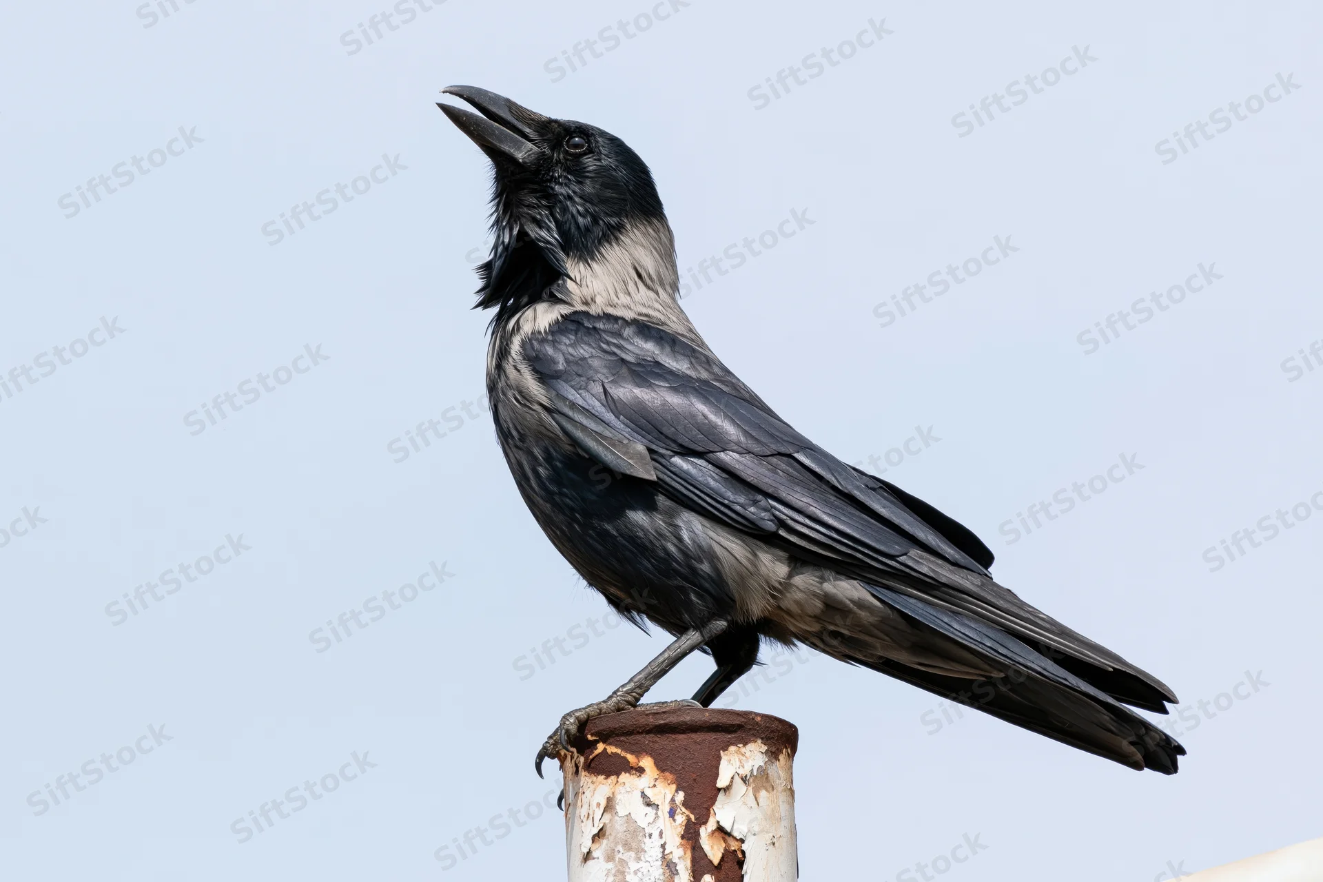 Crow perched on rusted rooftop pipe with head tilted and beak open against sky