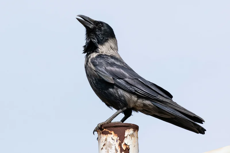 Crow perched on rusted rooftop pipe with head tilted and beak open against sky