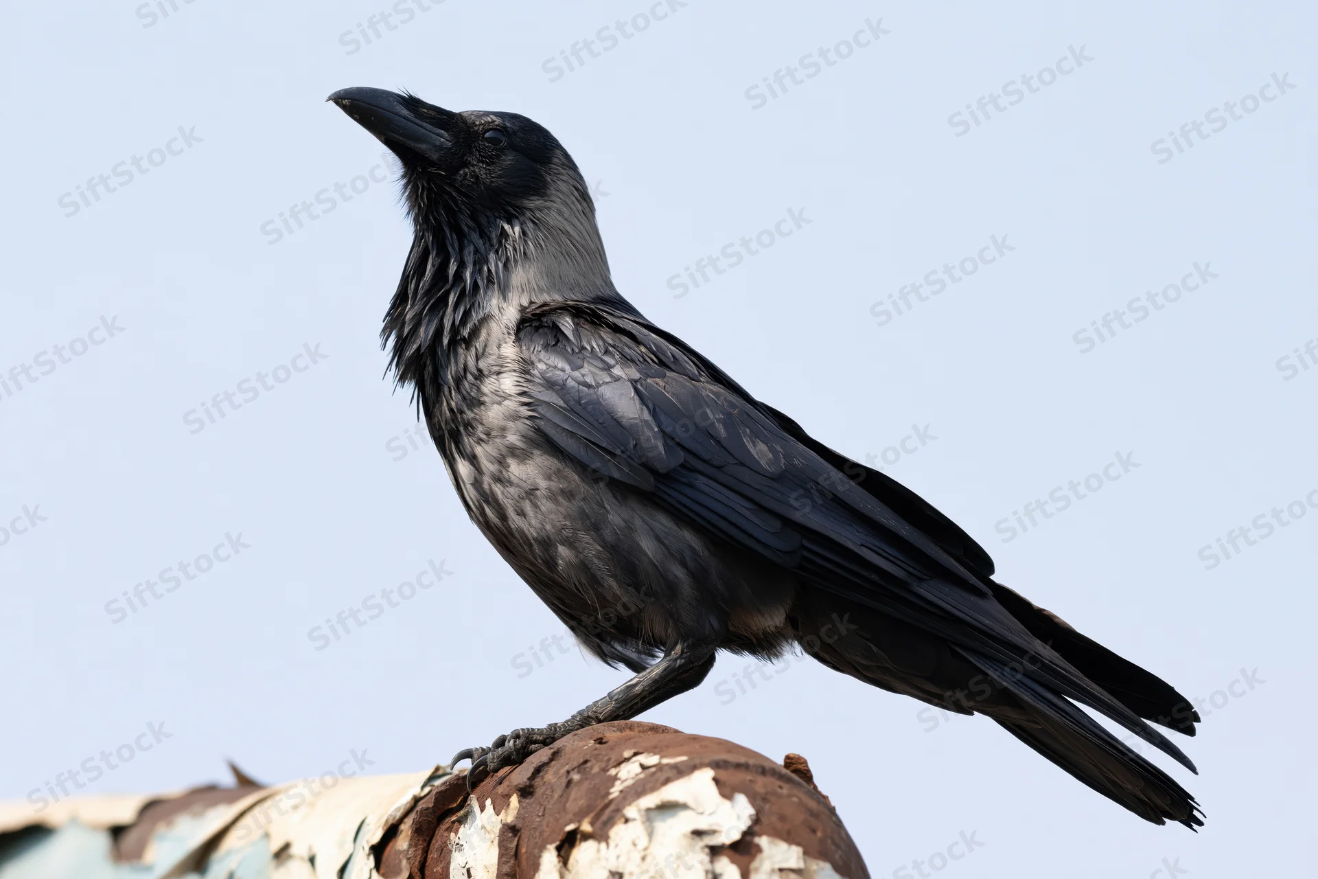 Crow perched on rusted rooftop pipe junction head tilting side profile against sky