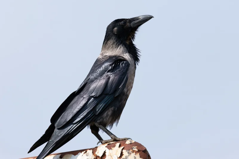 Crow perched on rusted rooftop pipe junction head tilting in profile against clear sky