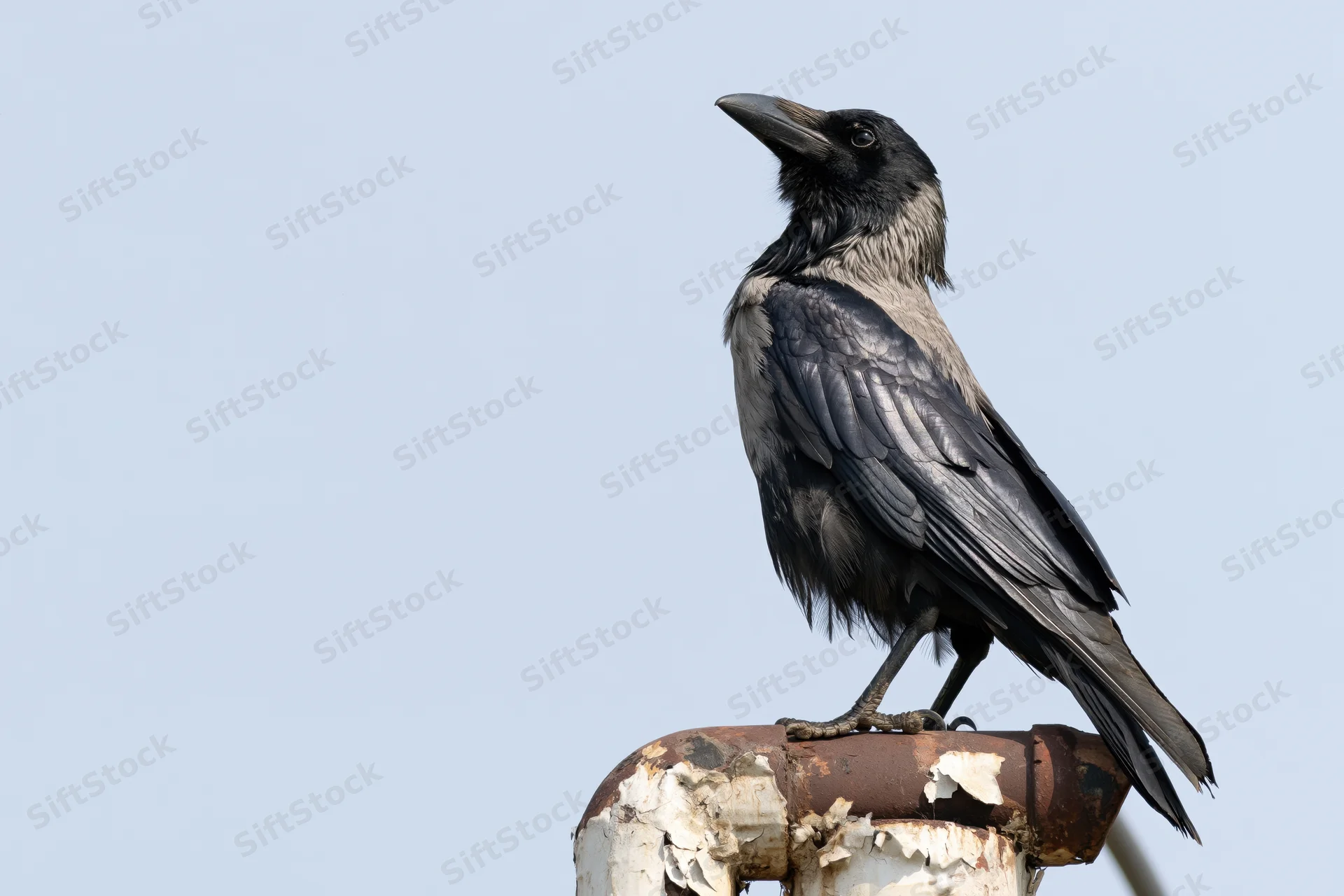 Crow perched on rusted rooftop pipe junction head tilting against clear sky