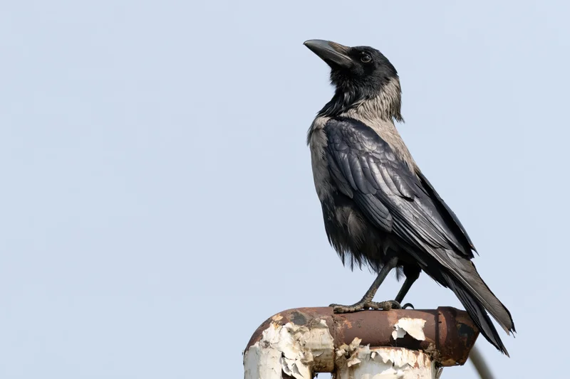 Crow perched on rusted rooftop pipe junction head tilting against clear sky