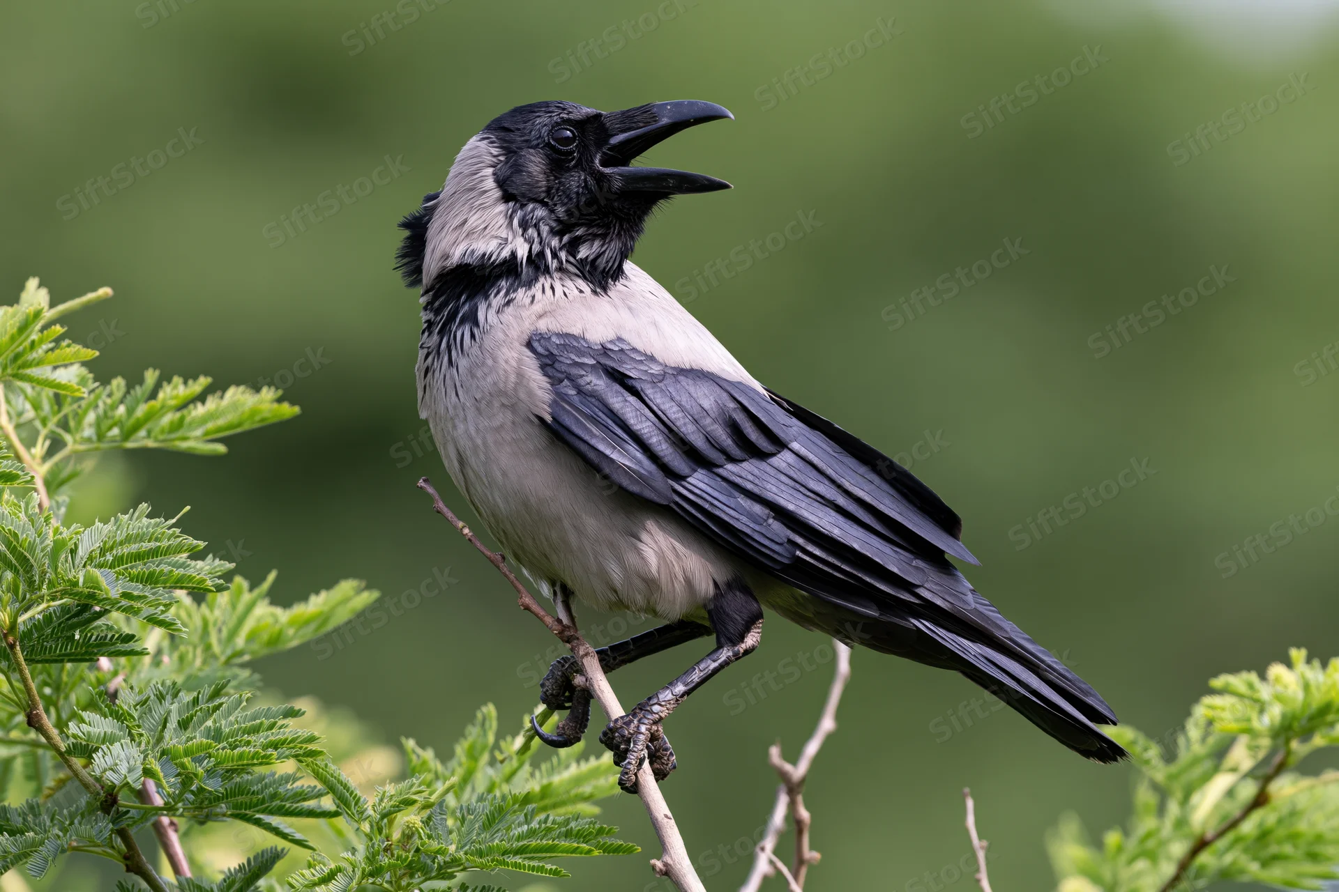 Housecrow perched on thin branch with open beak calling in green foliage