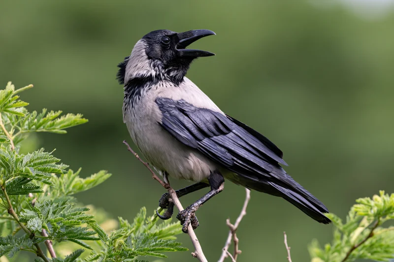Housecrow perched on thin branch with open beak calling in green foliage
