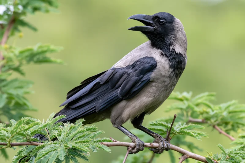 Housecrow perched on a thin branch with open beak in green foliage
