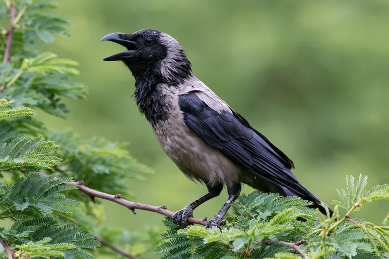 Housecrow perched on a branch with open beak in green foliage