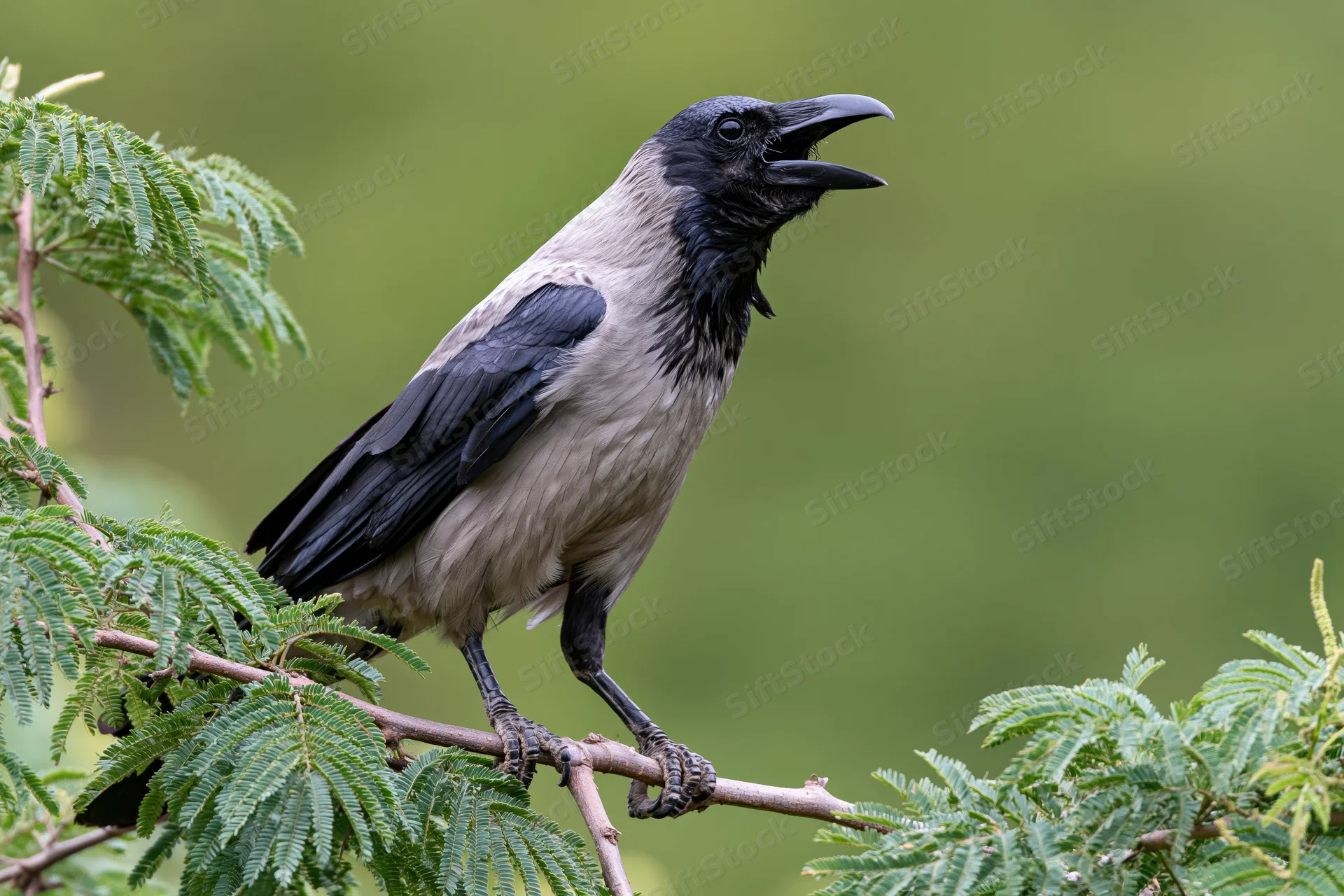 House crow perched on a thin branch with open beak in a leafy green setting