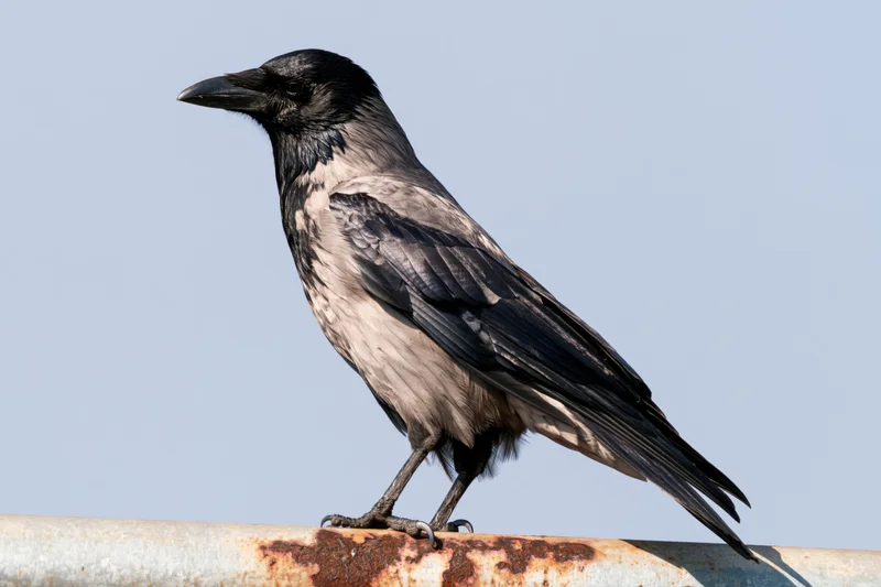 House crow perched on a rusted metal pipe against a clear sky