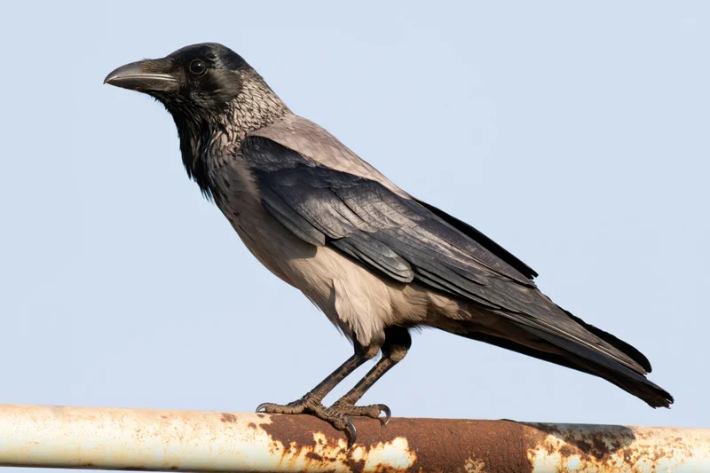 House crow perched on a weathered metal pipe against a clear sky