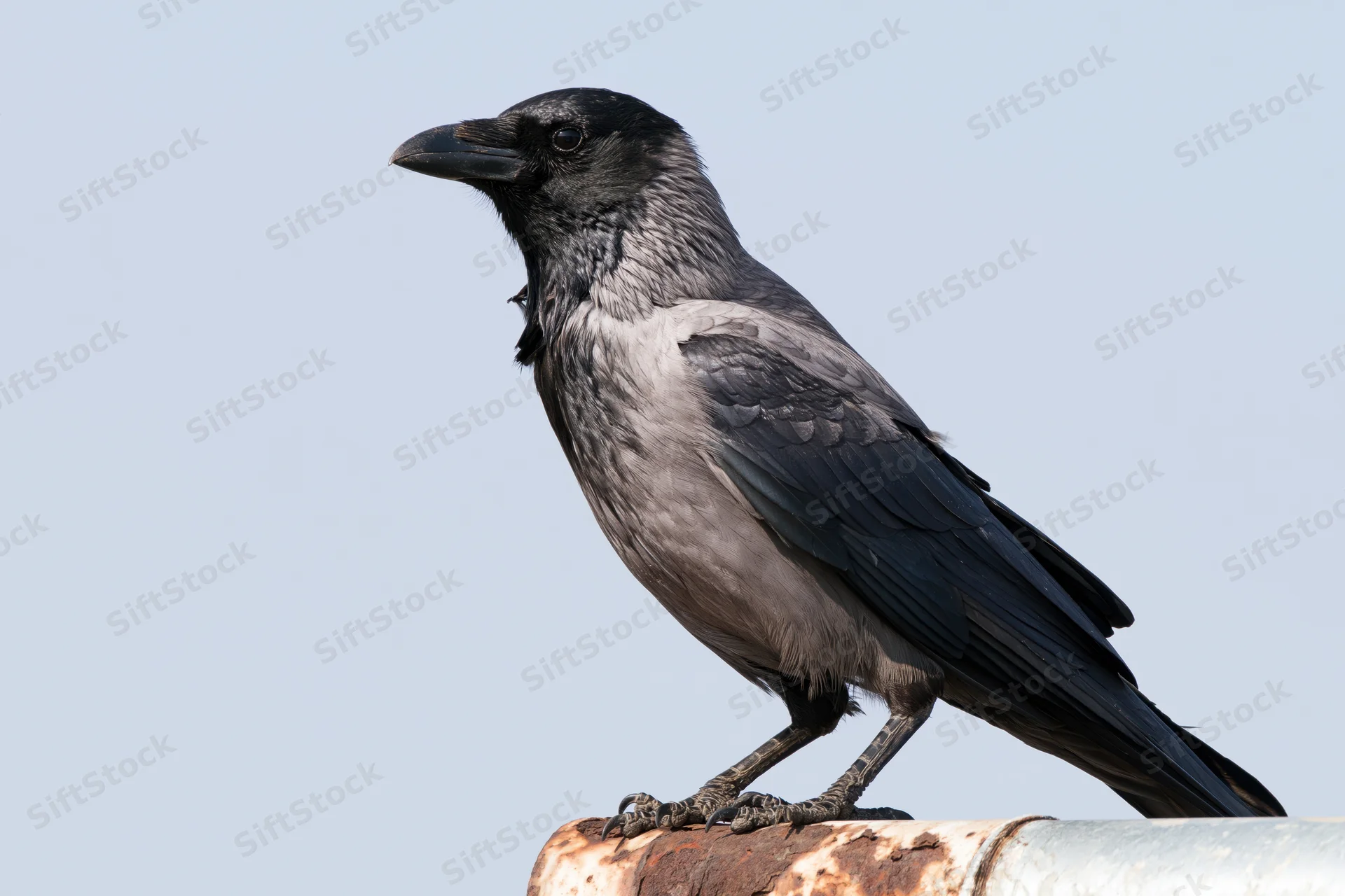 House crow perched on a weathered metal rooftop pipe against a clear sky