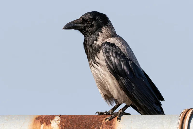 Crow perched on a weathered metal pipe against a clear sky