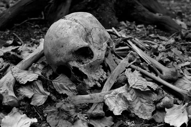 Human skull and scattered bones resting among dried fallen leaves on forest floor