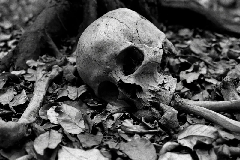 Human skull and scattered bones resting among dried fallen leaves in a forest setting