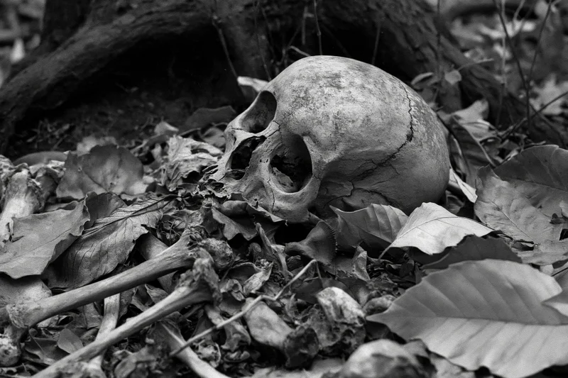 Human skull and scattered bones resting among dried fallen leaves in a forest setting