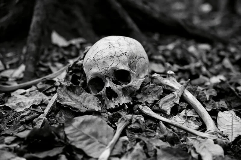 Human skull and scattered bones resting among dried fallen leaves in a forest floor setting