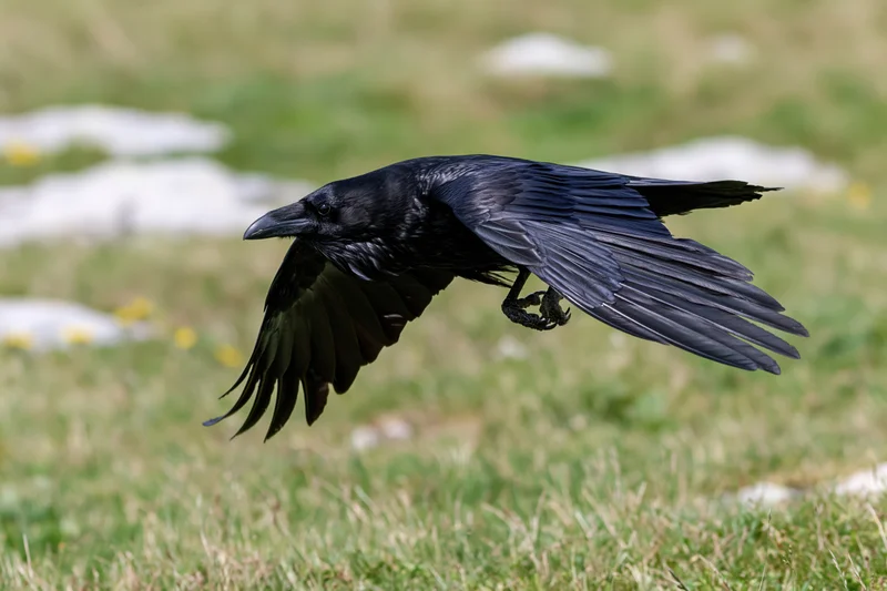 Raven in mid-flight over a grassy field with wings spread wide