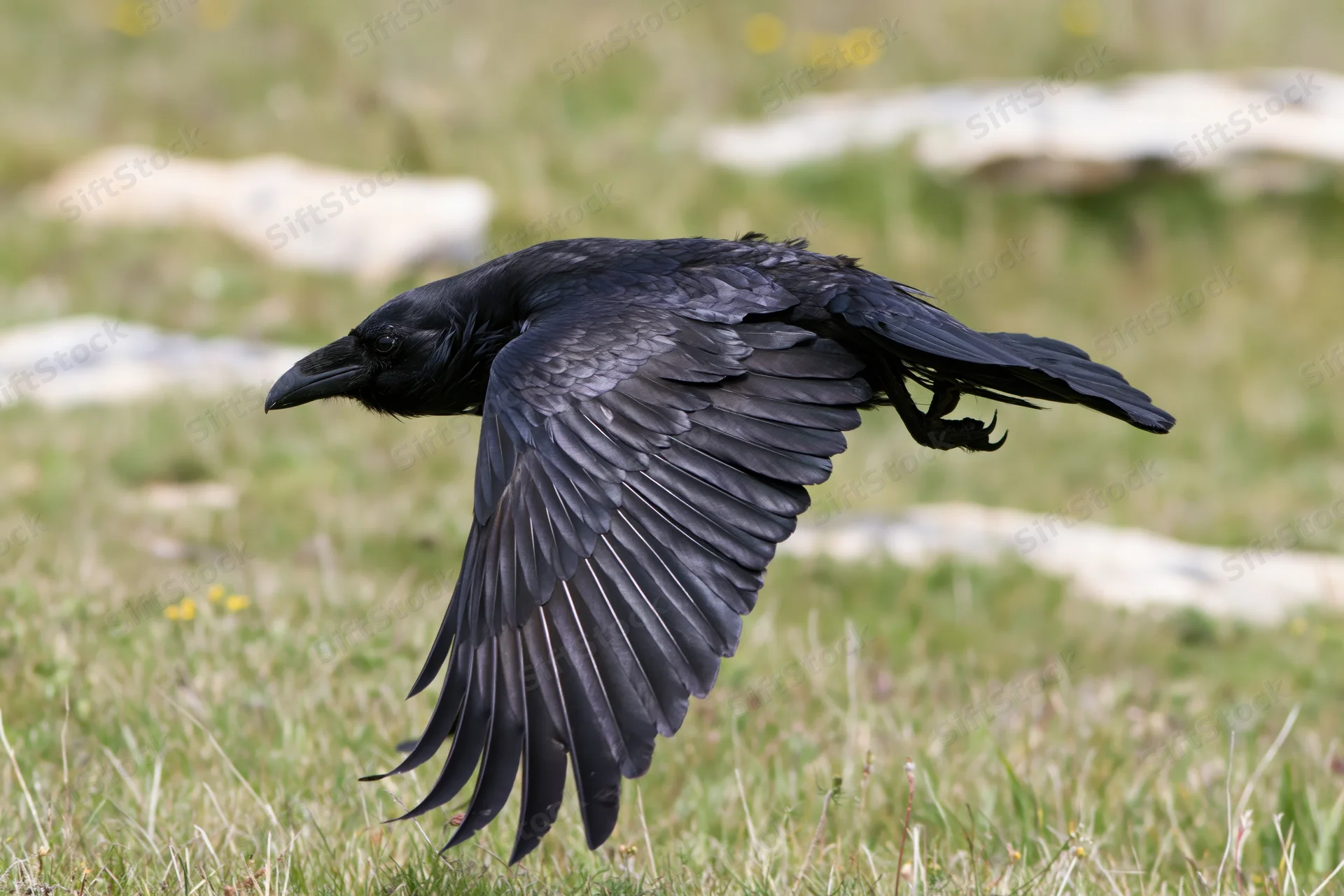 Raven in mid-flight with wings spread over a grassy field