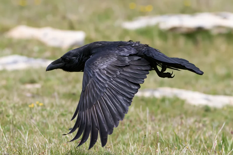 Raven in mid-flight with wings spread over a grassy field