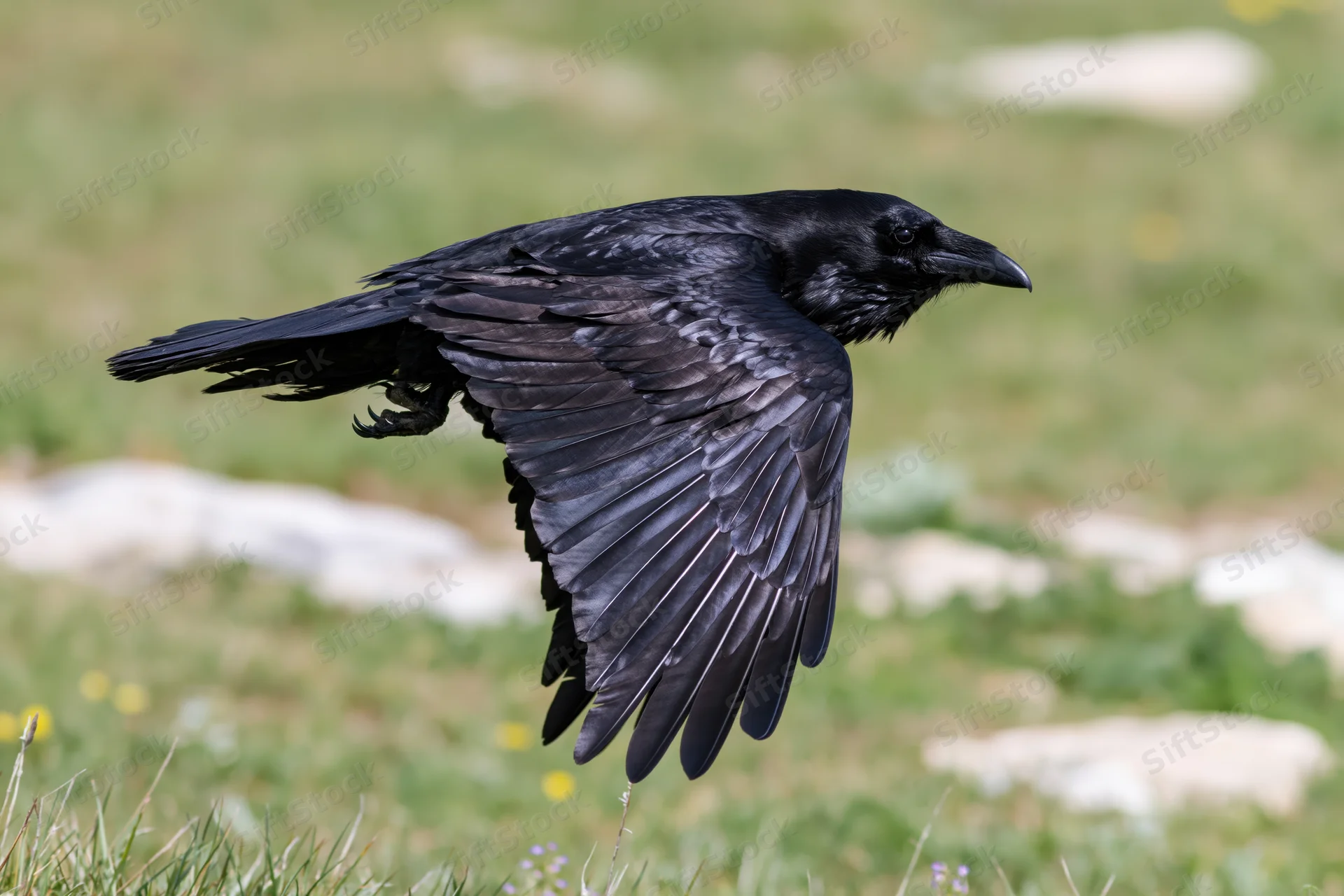 Raven in mid-flight with wings spread over a grassy field