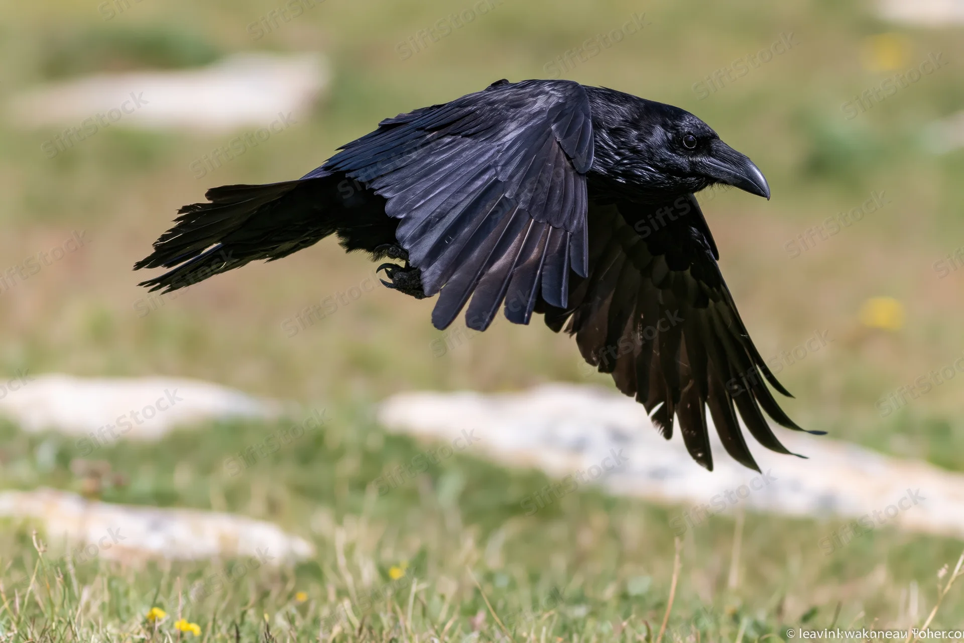 Raven in mid-flight with wings spread over a grassy field
