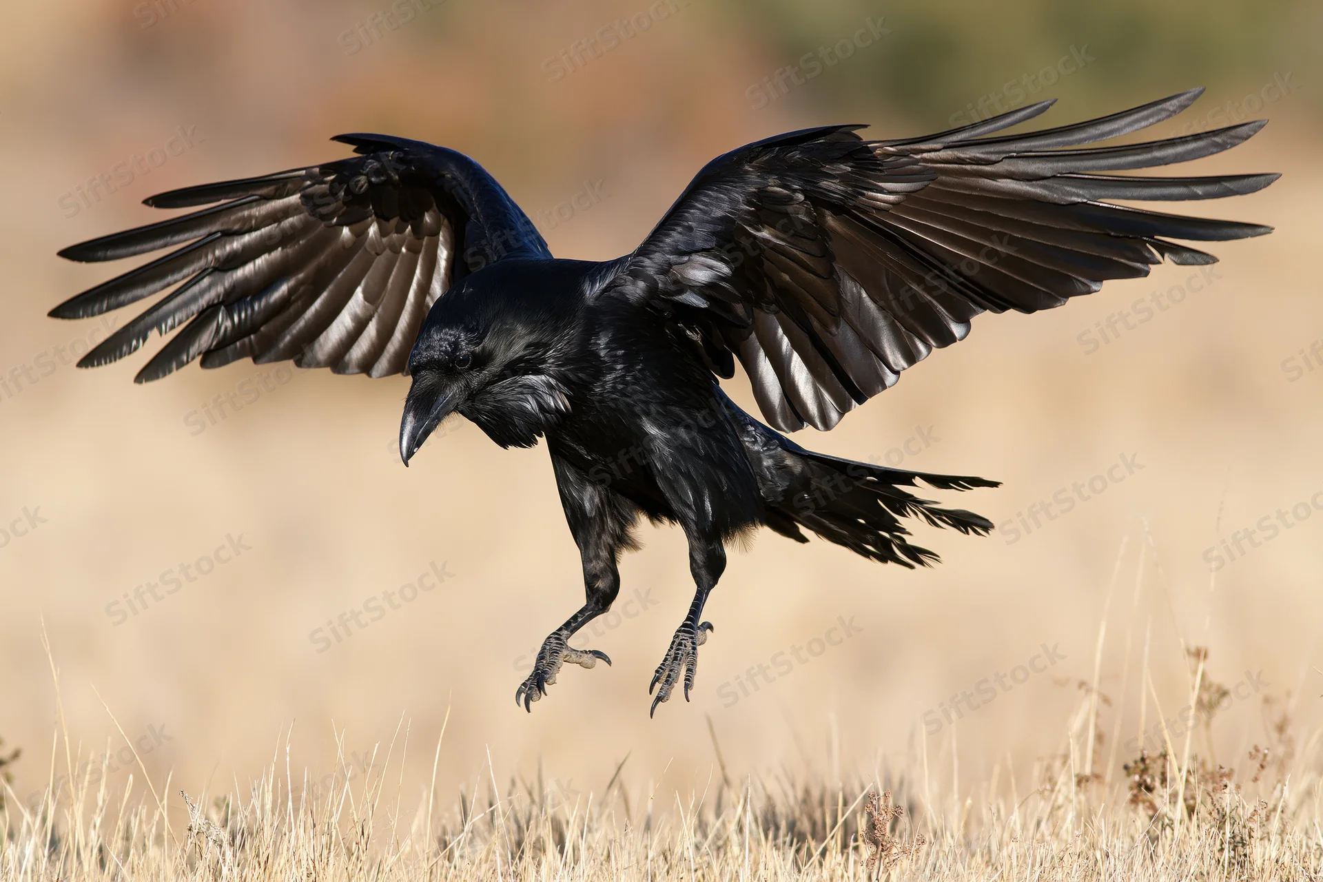 Raven landing with wings spread over dry grass field