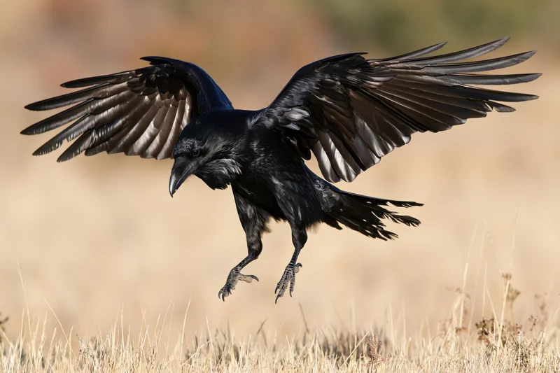 Raven landing with wings spread over dry grass field