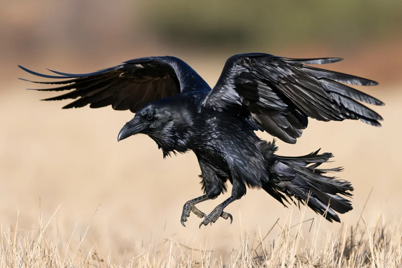 Raven landing with wings spread over dry grass field