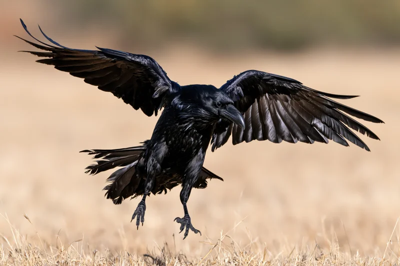 Raven landing with wings spread over dry grass field
