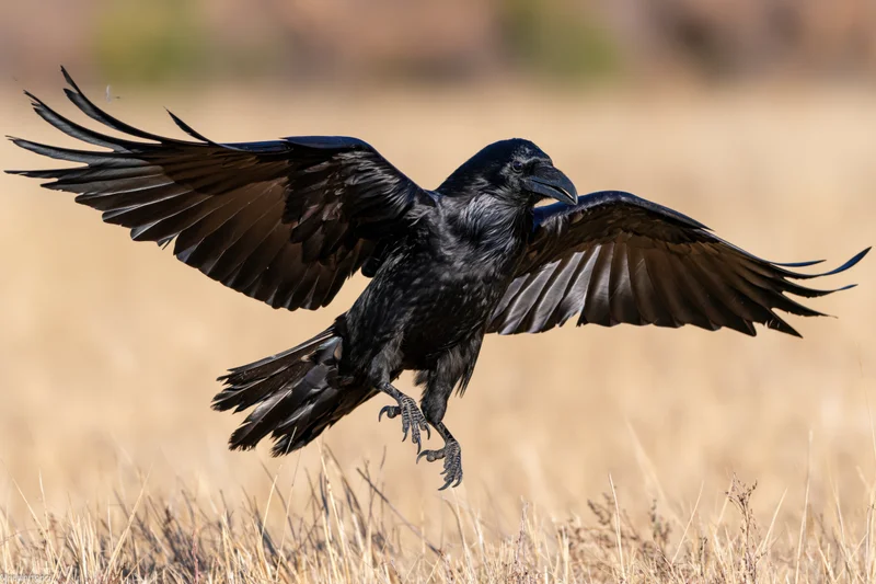 Raven with wings spread landing on dry grass field
