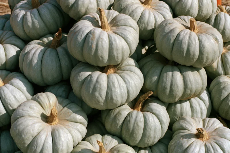 Pale grey-green heirloom pumpkins stacked in a large pile outdoors