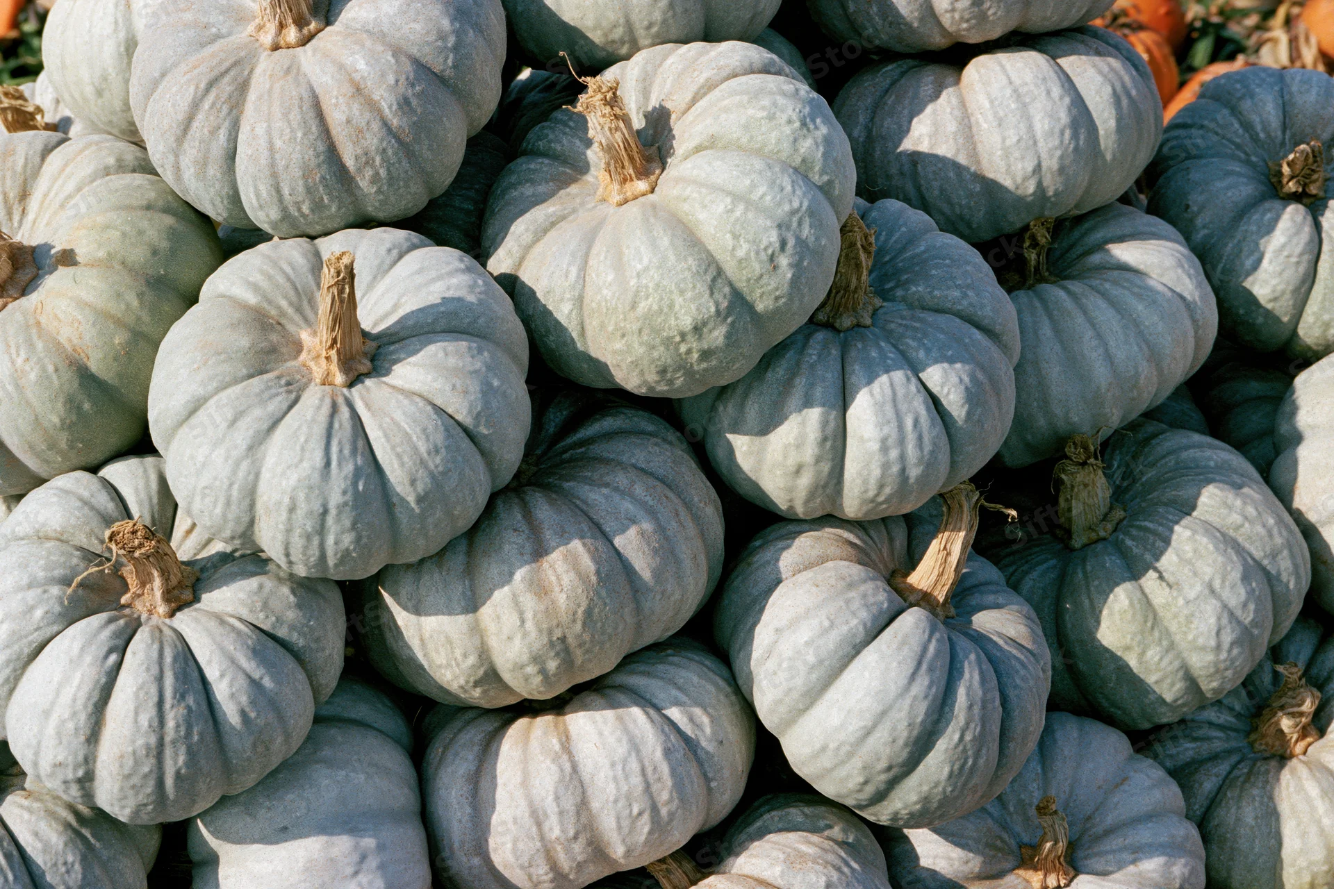 Pale grey-green heirloom pumpkins stacked in a large pile outdoors