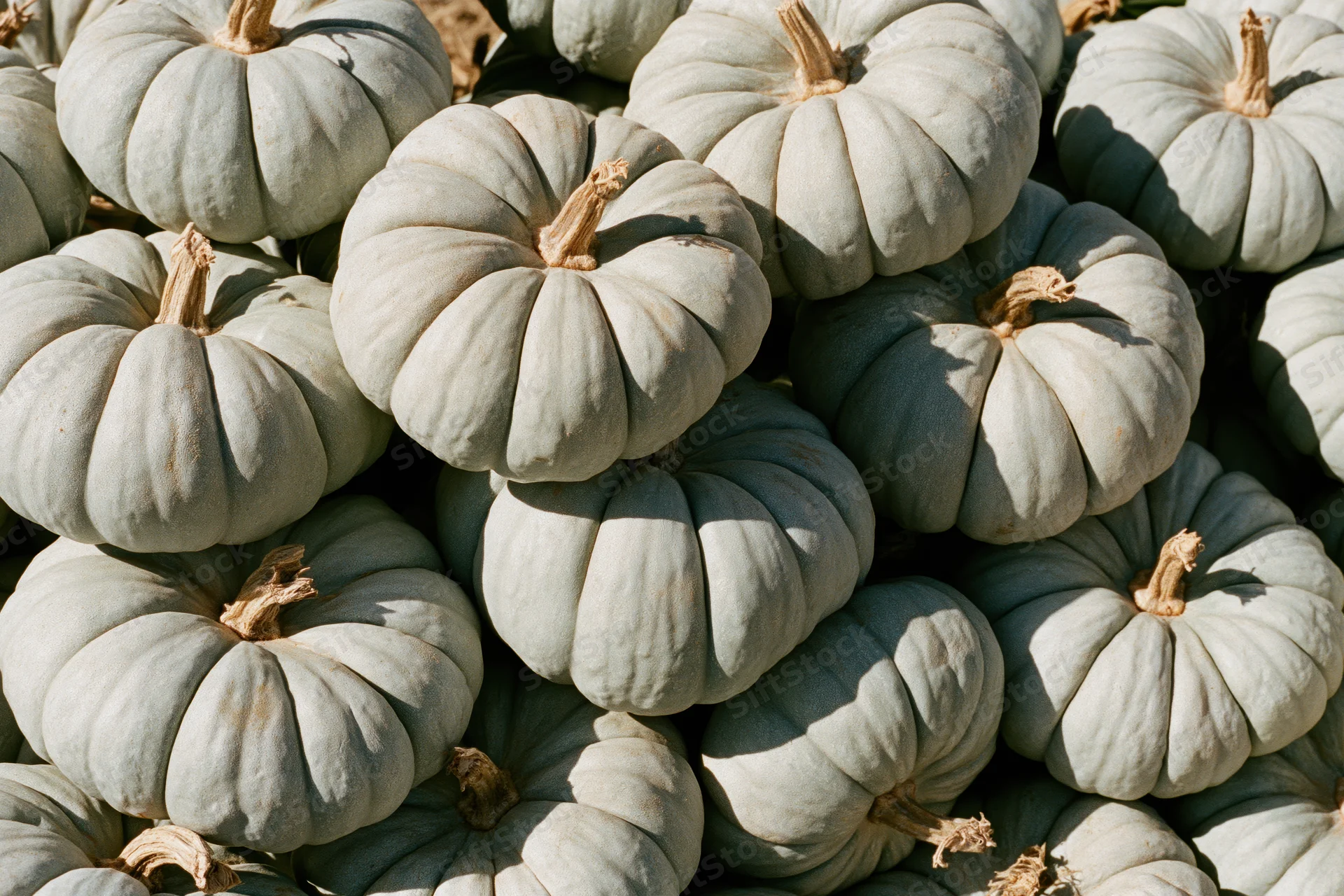 Pale grey-green heirloom pumpkins stacked in a large pile outdoors under sunlight