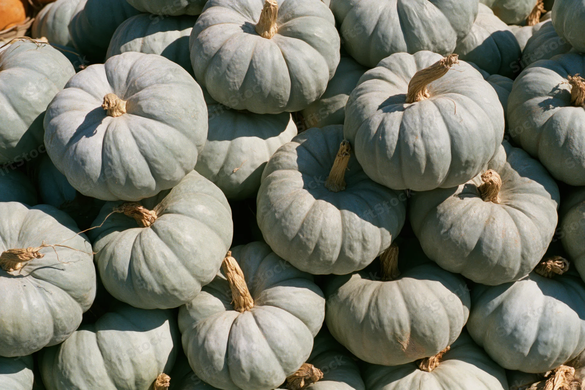 Pale grey-green heirloom pumpkins stacked in a large pile under sunlight
