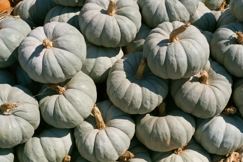 Pale grey-green heirloom pumpkins stacked in a large pile under sunlight