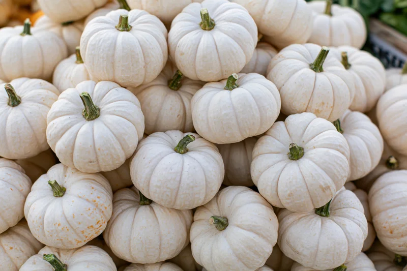 Small white mini pumpkins heaped together in a pile