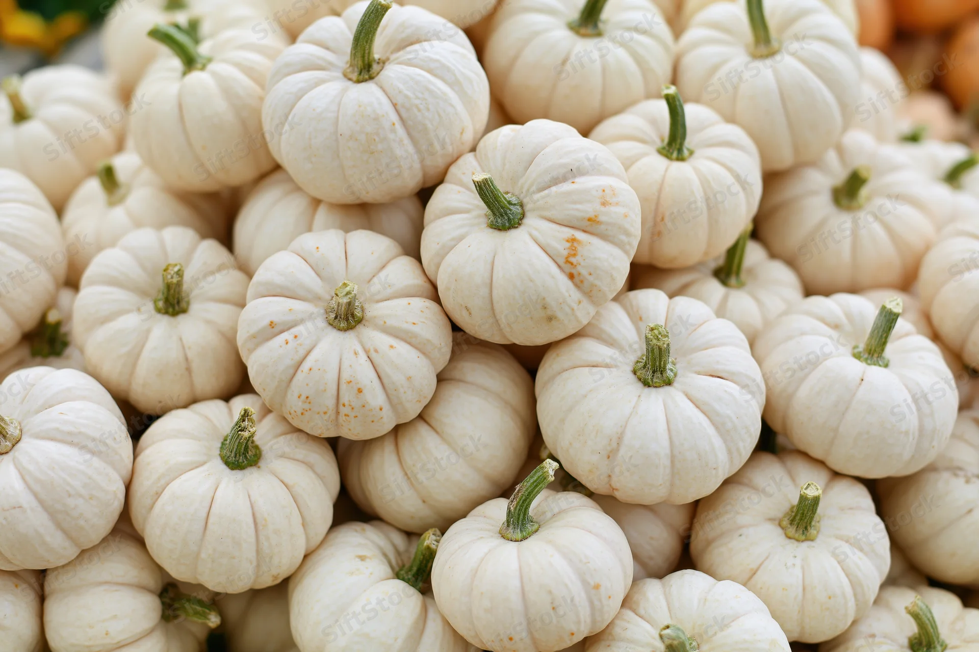 Small white mini pumpkins heaped together in a pile