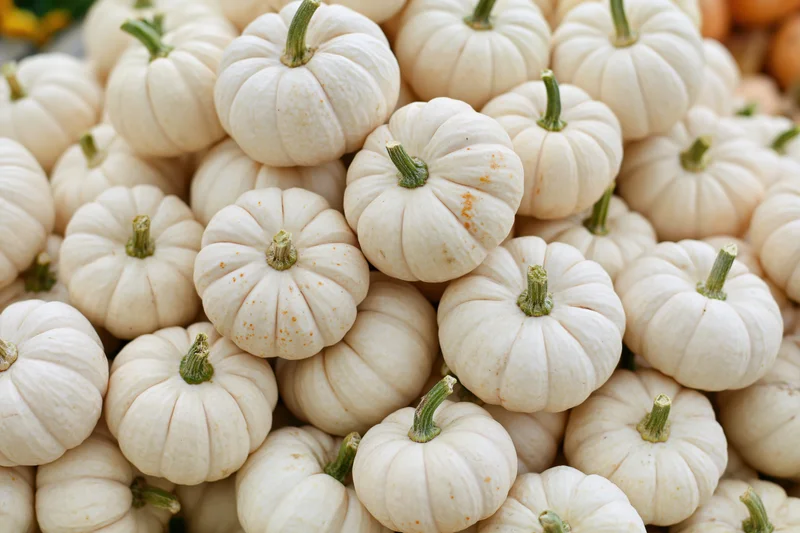 Small white mini pumpkins heaped together in a pile