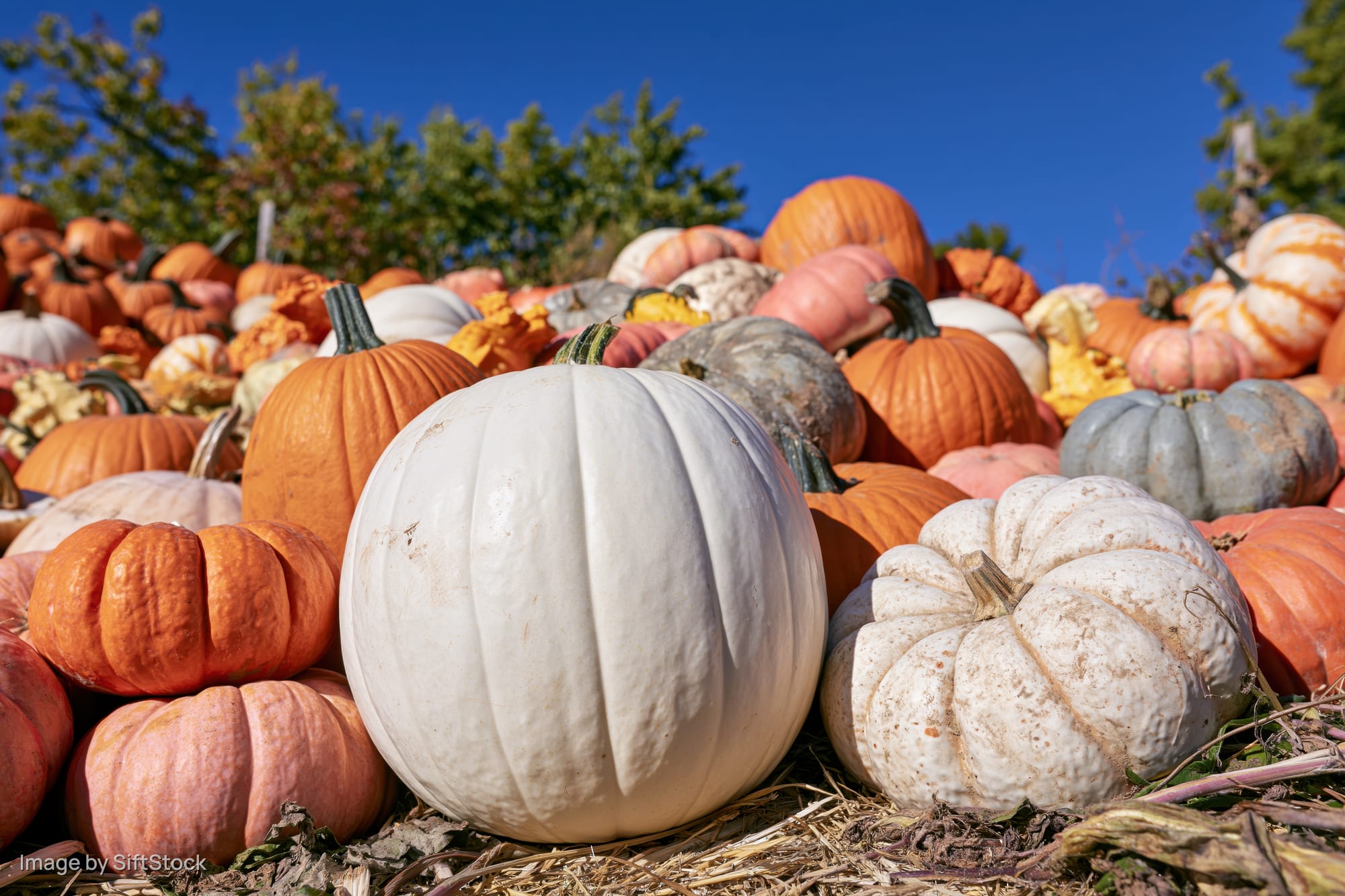 Large white pumpkin centered among a dense pile of mixed heirloom pumpkins in a farm field under blue sky