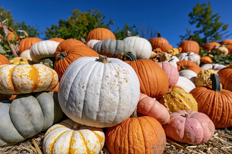 Large white heirloom pumpkin centered among a dense pile of mixed heirloom pumpkins on hay under blue sky