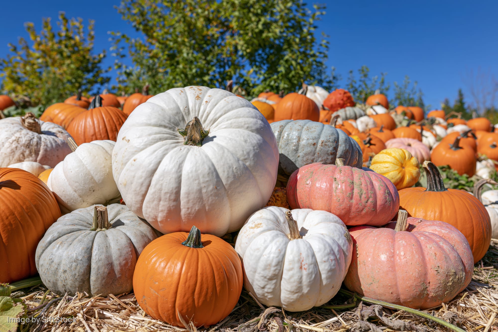 Large white heirloom pumpkin centered among a dense pile of mixed heirloom pumpkins on hay in a farm field under blue sky