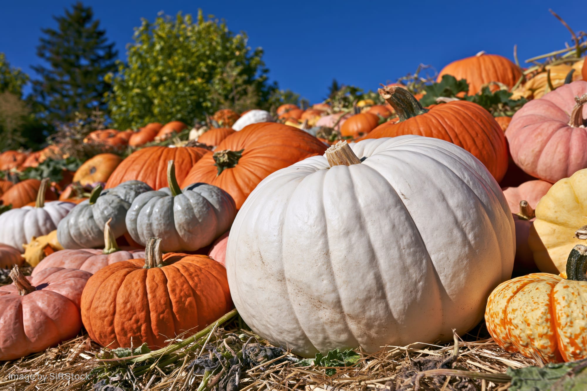 Large white pumpkin centered among a dense pile of mixed heirloom pumpkins on straw under blue sky