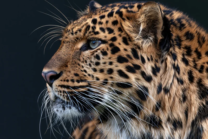 Leopard in sharp profile with alert gaze head turned slightly left against dark background