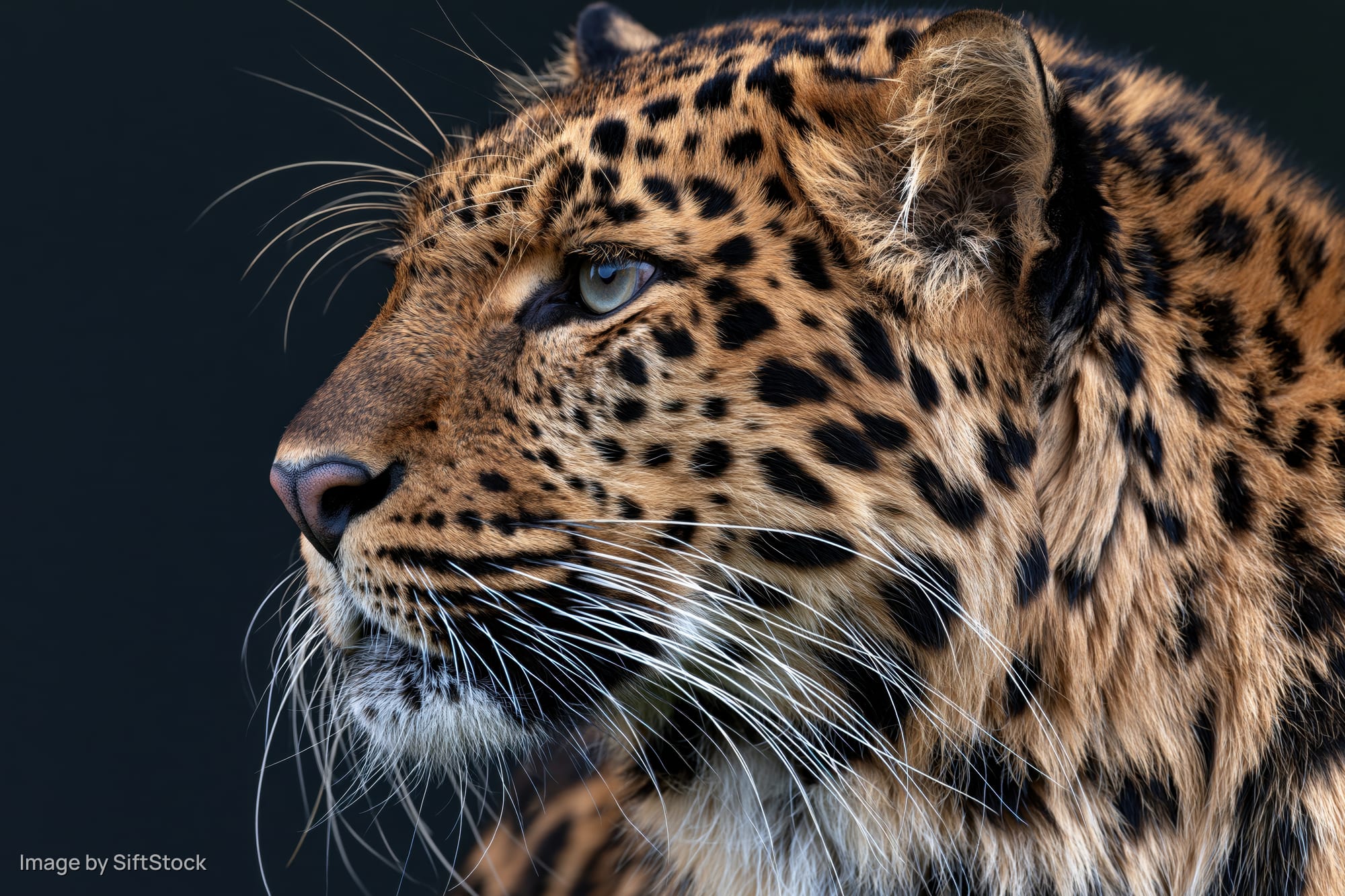 Leopard in sharp profile with alert gaze head turned slightly left against dark background