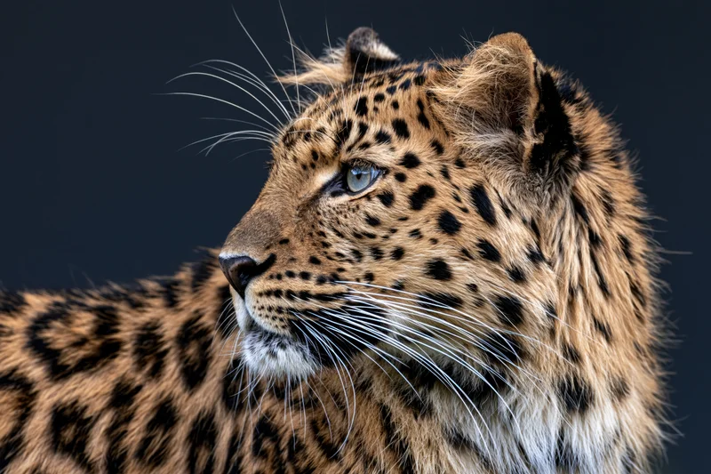 Leopard in sharp profile with alert gaze head turned slightly left against dark background